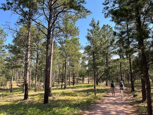 Black Forest Colorado Springs pine trees and acreage